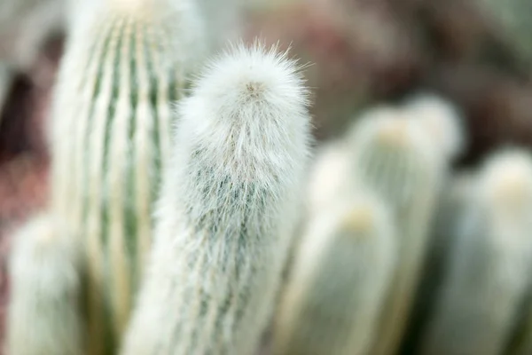 Vista Vicino Dei Cactus Verdi Che Crescono Nel Suolo — Foto Stock