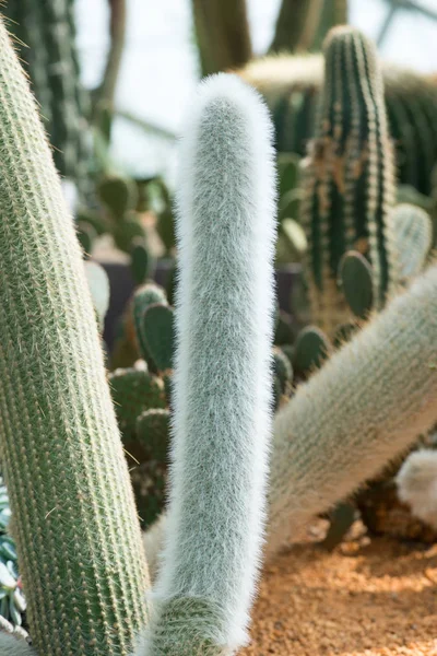 Vista Vicino Dei Cactus Verdi Che Crescono Nel Suolo — Foto Stock