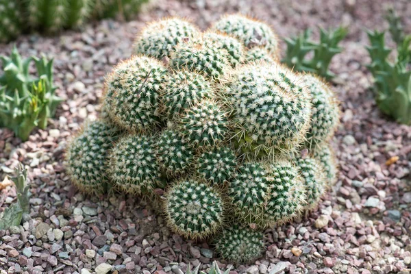 Zbliżenie Zielony Kaktusy Rośnie Glebie — Zdjęcie stockowe