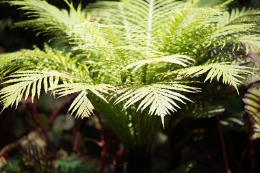 Yeşil yapraklara yakın çekim