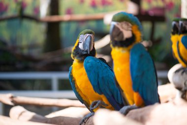 Renkli mavi ve sarı papağan macaws Grubu