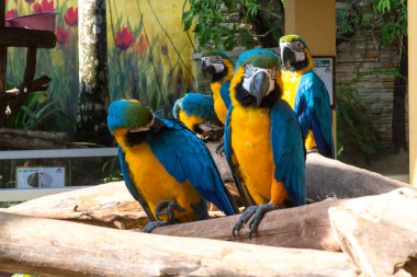 Group of Colorful blue and yellow parrot macaws clipart