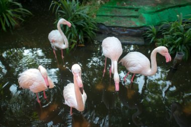 Gündüz hayvanat bahçesinde pembe flamingolar