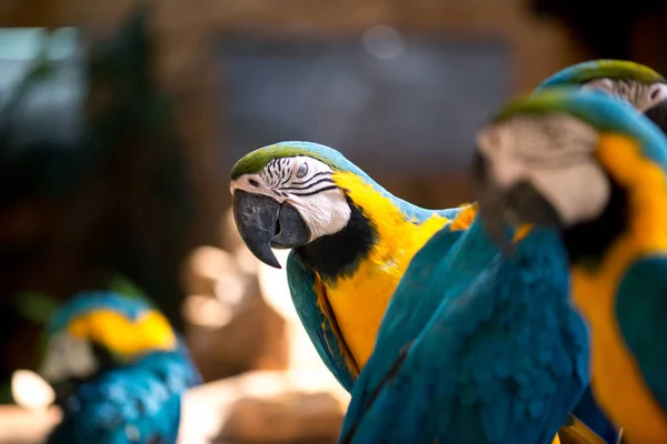 Group Colorful Blue Yellow Parrot Macaws — Stock Photo, Image