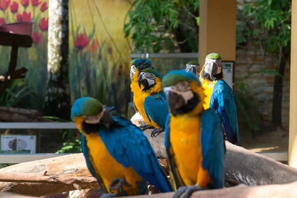 Gruppe Farverige Blå Gule Papegøje Macaws - Stock-foto