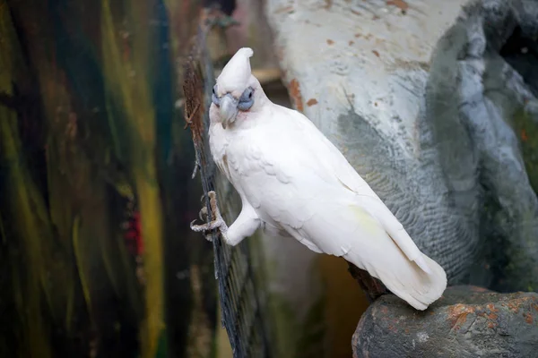 Белоголовый Какаду Попугай — стоковое фото