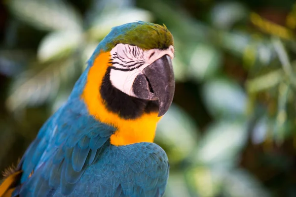 Niebiesko Żółty Macaw Znany Również Jako Blue Gold Macaw — Zdjęcie stockowe