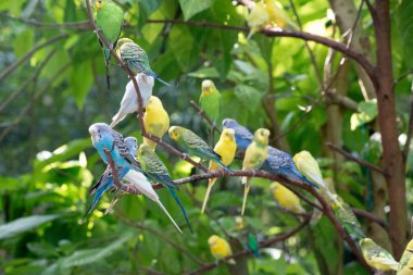 renkli parakeets ağaç dalına dinlenme