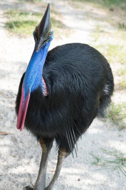 Hayvanat bahçesinde güzel parlak Cassowary Kuş