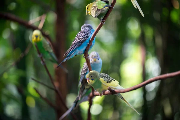 Kolorowe Papugi Gałęzi Drzewa — Zdjęcie stockowe