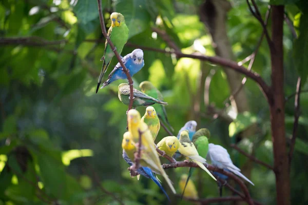 Perruches Colorées Reposant Sur Une Branche Arbre — Photo