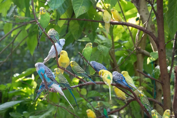 Perruches Colorées Reposant Sur Une Branche Arbre — Photo