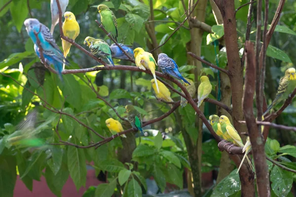 Colorful parakeets resting on tree branch