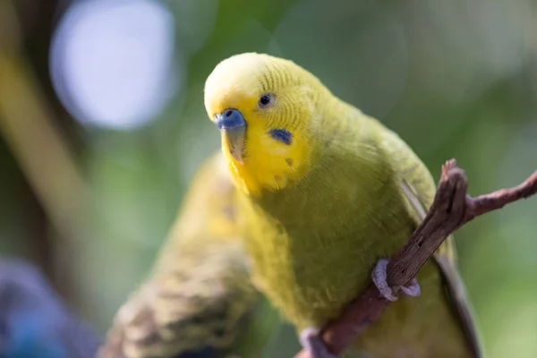 Colorful Parakeet Resting Tree Branch — Stock Photo, Image