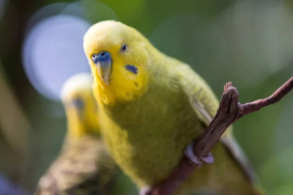 Barevný Papoušek Větev Stromu — Stock fotografie