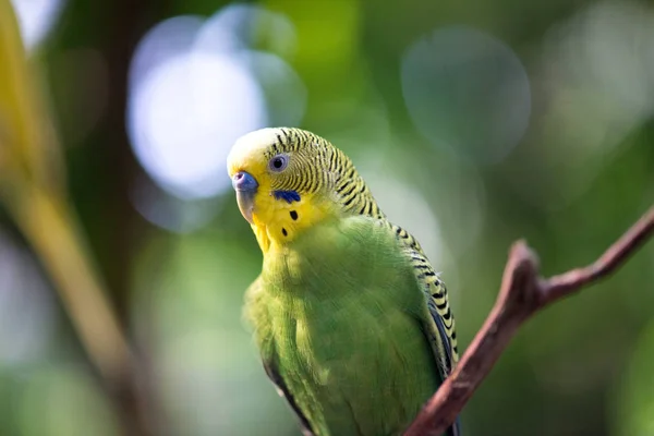 Colorful Parakeet Resting Tree Branch — Stock Photo, Image