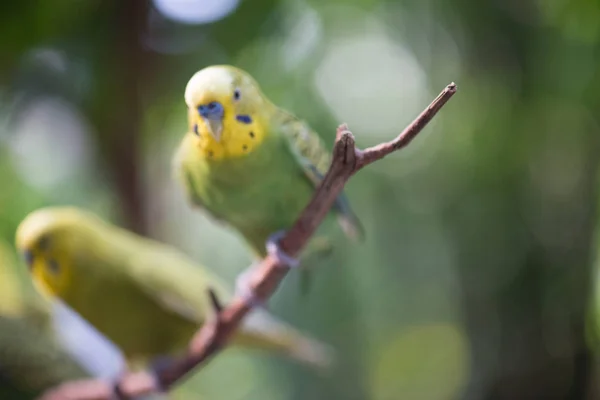 Colorful Parakeet Resting Tree Branch — Stock Photo, Image