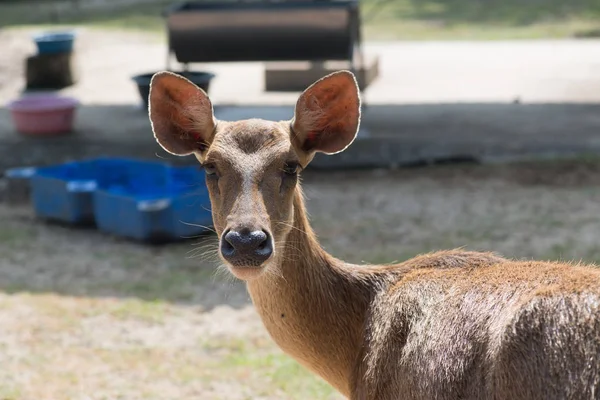 Duży Whitetail Jeleń Zoo — Zdjęcie stockowe