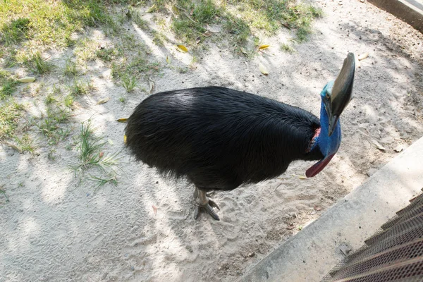 Bel Oiseau Casoar Lumineux Dans Zoo — Photo