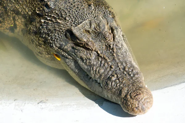 Krokodýl Ležící Odpočívá Bazénu — Stock fotografie