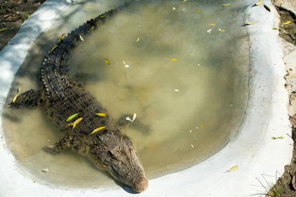 Krokodýl Ležící Odpočívá Bazénu — Stock fotografie