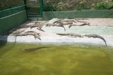 timsahlar yalan ve havuzda istirahat