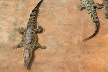 timsahlar yalan ve havuzda istirahat