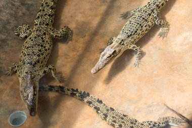 timsahlar yalan ve havuzda istirahat