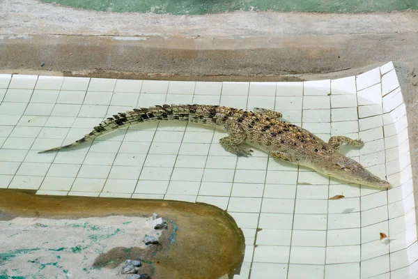 Crocodile Lying Resting Pool — Stock Photo, Image