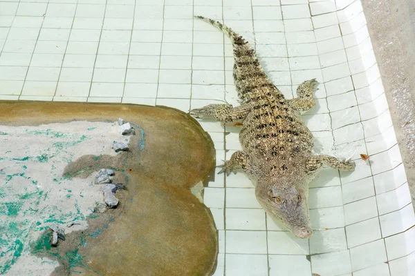 Crocodile Lying Resting Pool — Stock Photo, Image