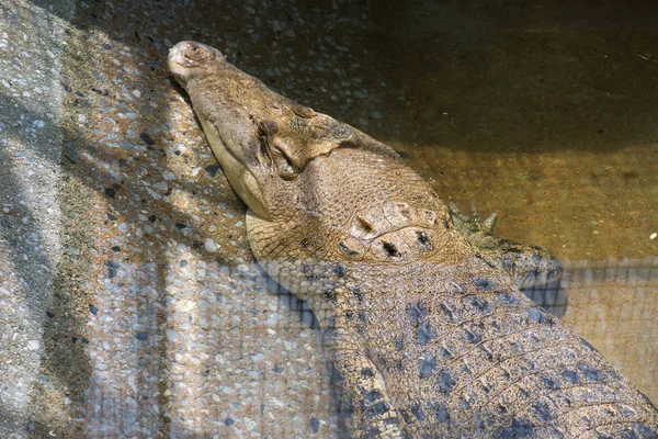 Krokodýl Ležící Odpočívá Bazénu — Stock fotografie