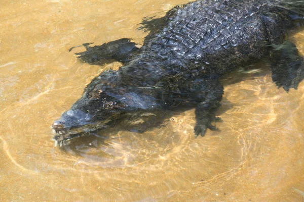 Crocodile Lying Resting Pool — Stock Photo, Image