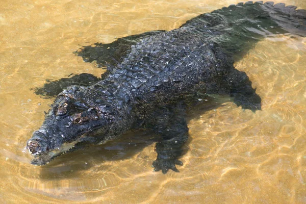 Crocodile Couché Reposant Dans Piscine — Photo