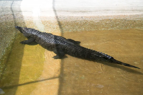 Crocodile Lying Resting Pool — Stock Photo, Image