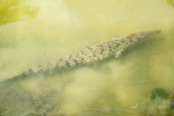 Krokodil Liegt Und Ruht Pool — Stockfoto