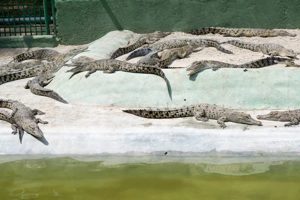Крокодилы Лежащие Отдыхающие Бассейне — стоковое фото