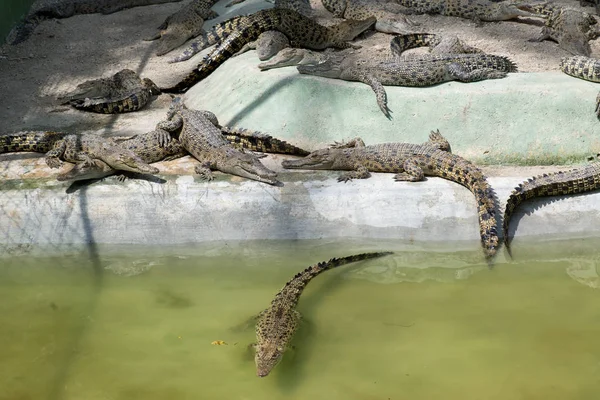 Crocodiles Lying Resting Pool — Stock Photo, Image