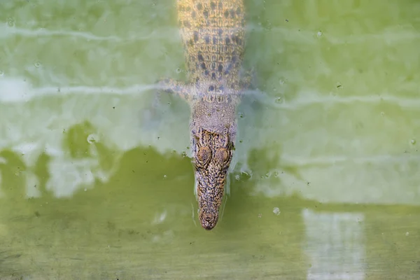 Crocodile Lying Resting Pool — Stock Photo, Image