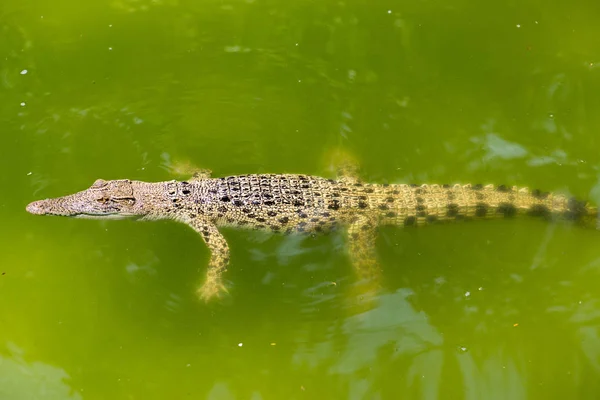 Krokodýl Ležící Odpočívá Bazénu — Stock fotografie