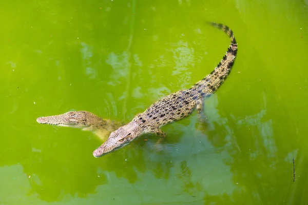 Crocodiles Couchés Reposant Dans Piscine — Photo