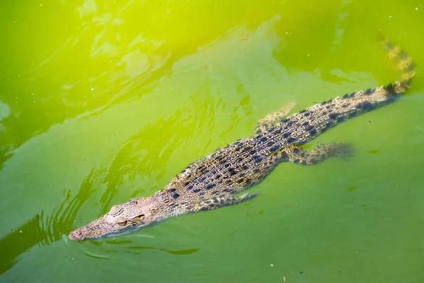 Krokodýl Ležící Odpočívá Bazénu — Stock fotografie