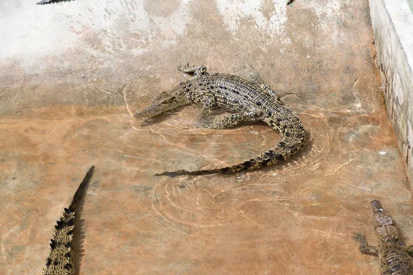 Crocodiles Lying Resting Pool — Stock Photo, Image