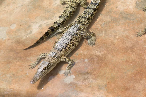 Krokodýli Ležící Bazénu — Stock fotografie