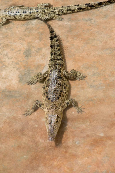 Crocodiles Lying Resting Pool — Stock Photo, Image