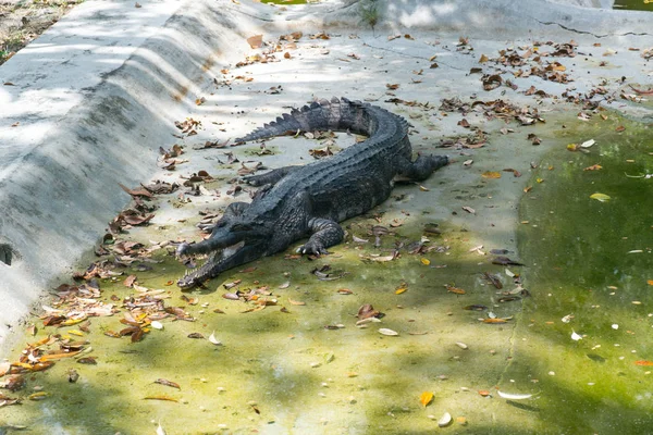 Krokodýl Ležící Odpočívá Bazénu — Stock fotografie