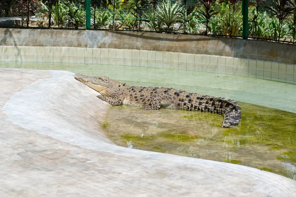 Krokodýl Ležící Odpočívá Bazénu — Stock fotografie