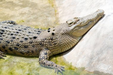 timsah yalan ve havuzda dinlenme