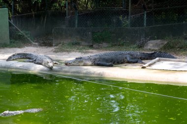 timsahlar yalan ve havuzda istirahat