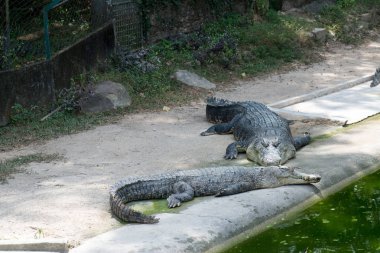 timsahlar yalan ve havuzda istirahat