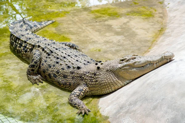 Crocodile Lying Resting Pool — Stock Photo, Image